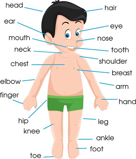 Male Human Body Parts Name With Picture Body Parts English Human