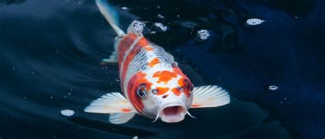 Koi Fish Facts Cyprinus Rubrofuscus Koi A Z Animals
