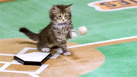 Kittens Play Baseball In Paw Star Game On Hallmark Channel