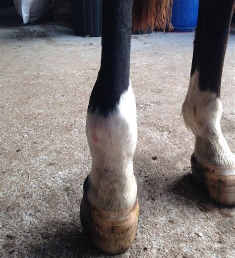 Hoof Abscesses Equine Veterinary First Aid