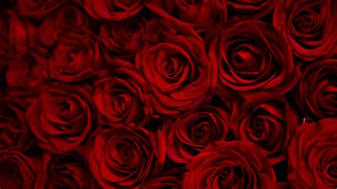 Download Wallpaper 1366x768 Dark Red Roses Decorative Tablet Laptop