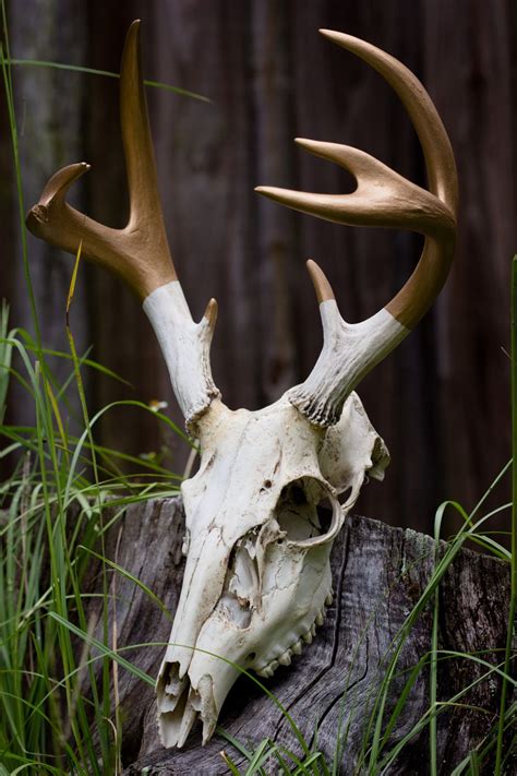 Deer Skull By Austin Pennington 500px Skull Reference Animal