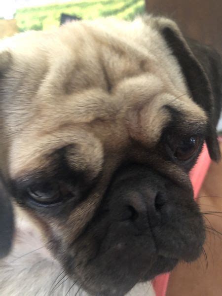 Rash On Pug Puppy Vet Help Direct