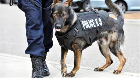 5 Detroit Police Dogs To Wear Bullet Resistant Vests Ctv News