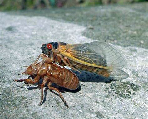 Filean Adult Periodical Cicada Emerges From Its 17 Year