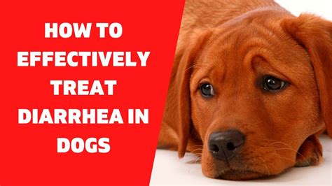 📝 Diarrhea In Dogs A Complete Guide On How To Treat Diarrhea In Dogs