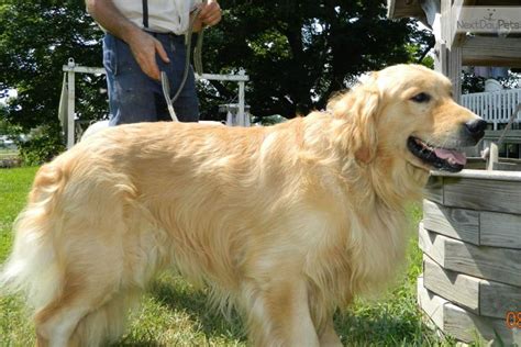 They offer the most popular dog breed in golden retrievers are among america's most popular breeds. Golden Retriever puppy for sale near South Bend / Michiana ...