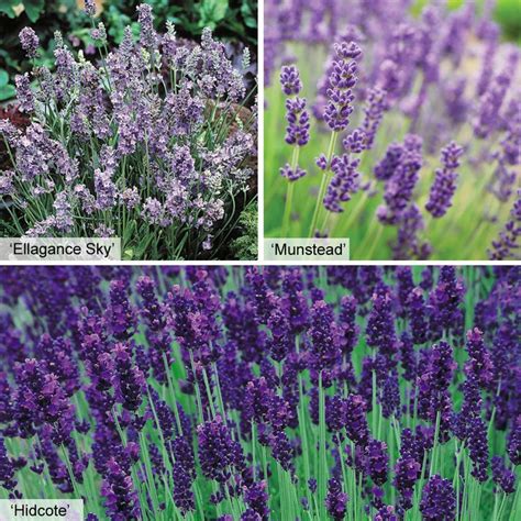 Lavender Collection Plug Plants Growing Lavender Plants Garden Shrubs