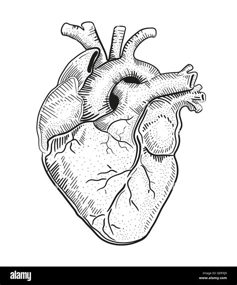 Illustration à la main ou d'un dessin d'un coeur humain Banque D'Images ...