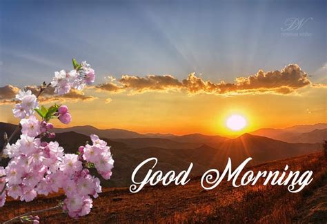 Good Morning Dear Enjoy The Sun Premium Wishes