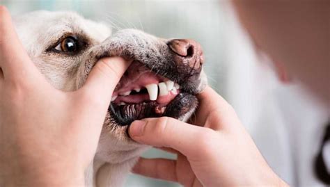 Can A Dog Die From A Tooth Abscess