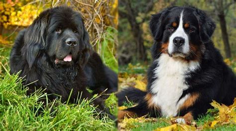 Newfoundland Bernese Mountain Dog Facts And Information Bernese