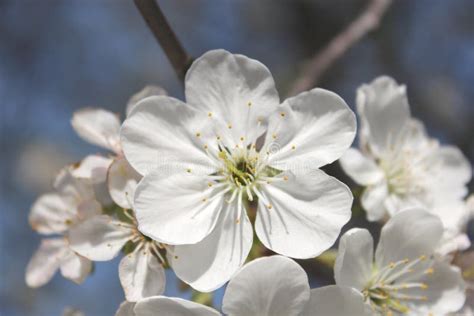 Beautiful White Flowers Of Blossoming Cherry Tree Stock Photo Image