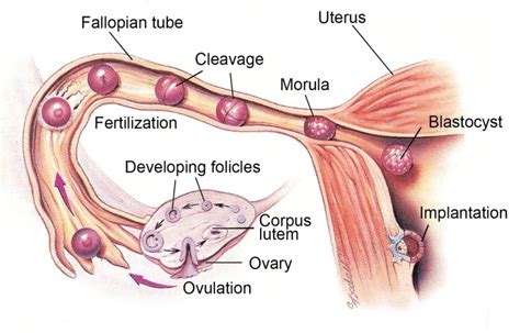 Ovulation In Women What Is It Health Care Qsota