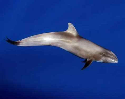 Melon Headed Whale Zoopedia Wiki Fandom