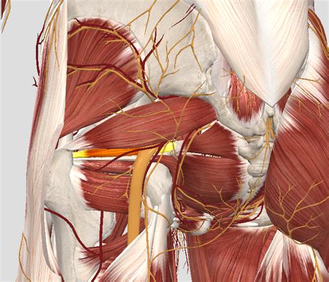 Deep Muscles Of Gluteal Region Diagram Quizlet