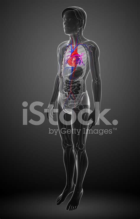 Male Heart Anatomy Stock Photo Royalty Free Freeimages