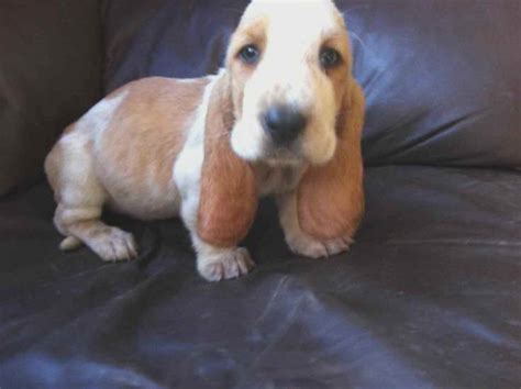 Basset Hound Puppies For Sale Tn Petsidi