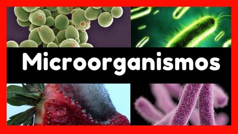 🟩 QuÉ Son Los Microorganismos Youtube