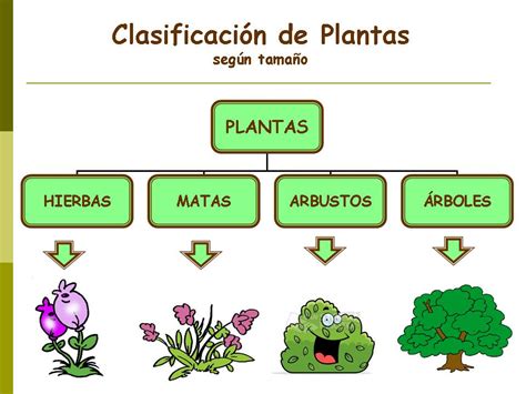 La Clasificación De Las Plantas P R O C E S O