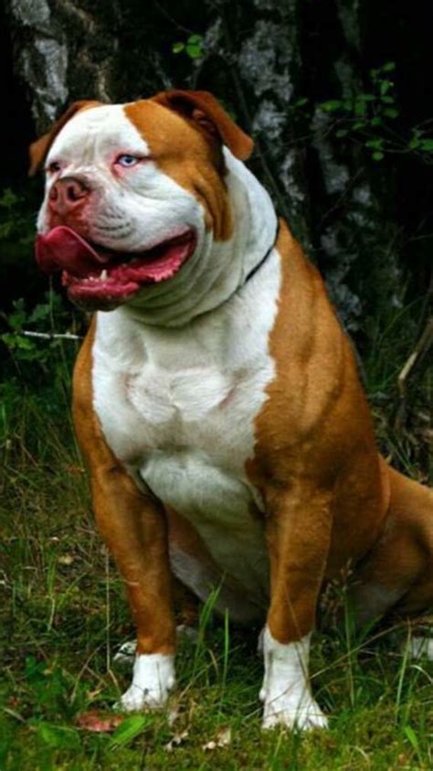 They are generally represented as being strong and tough. Pin on American Bulldog