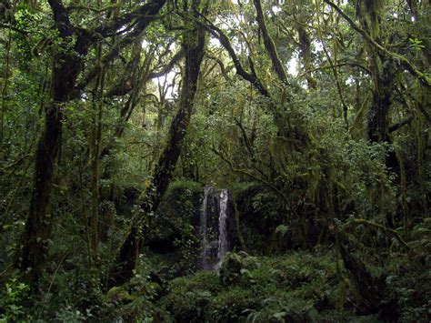 Filewater Falls In The Rainforest Near Mt Kilimanjaro