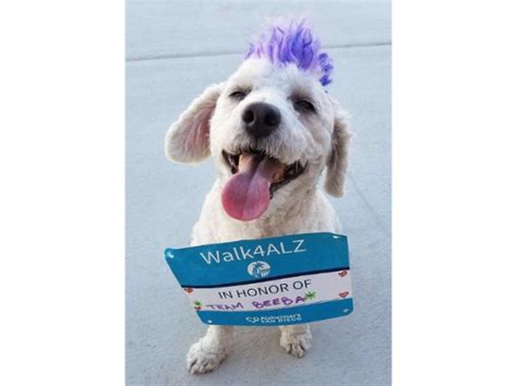 The 2019 Walk4alz Mascot Is Alzheimers San Diego
