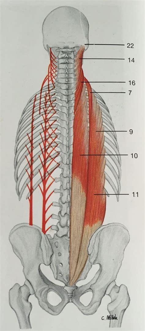 Muscles Of Back In Deep Layer Erector Spinae Muscles 11iliocostalis