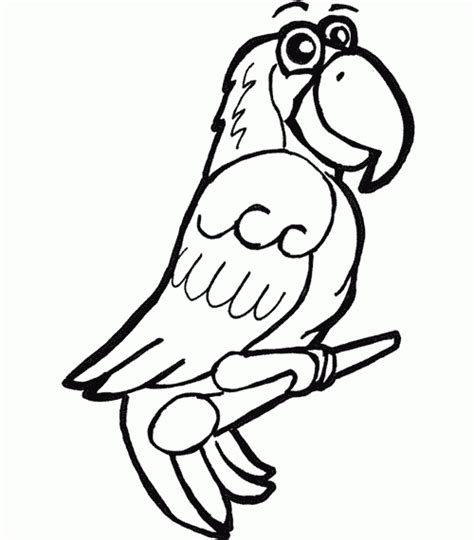 African Grey Parrot Coloring Page Animals Town Animals Color Sheet