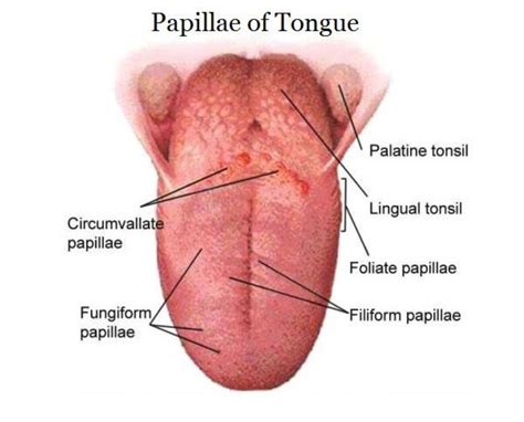 Repeated Questions On Topic Tongue Anatomy Focus Dentistry