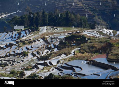 Rice Terraces Of Yunnan China The Famous Terraced Rice Fields Of