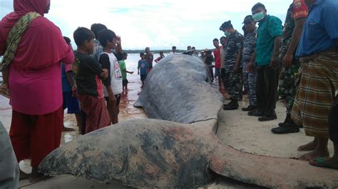 Paus orca vs hiu putih jaws unleashed ps2 indonesia part2. Kabar Buruk Jika Makan Daging Mamalia Terdampar : Mongabay.co.id