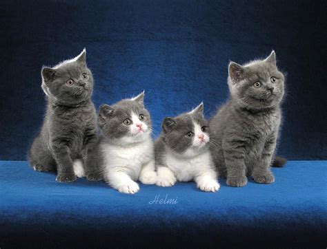 Stunning Cat Portraits Created By Helmi Flick Cutest Kitten Breeds