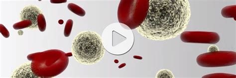 Isolate Cells From Blood Cell Separation Techniques