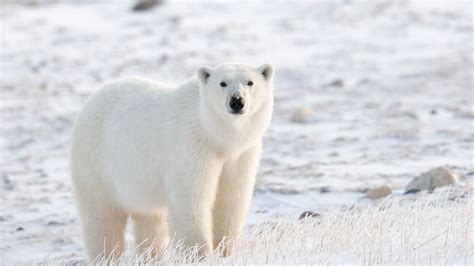 Polar Bear Invasion In Arctic Russian Village Prompts State Of