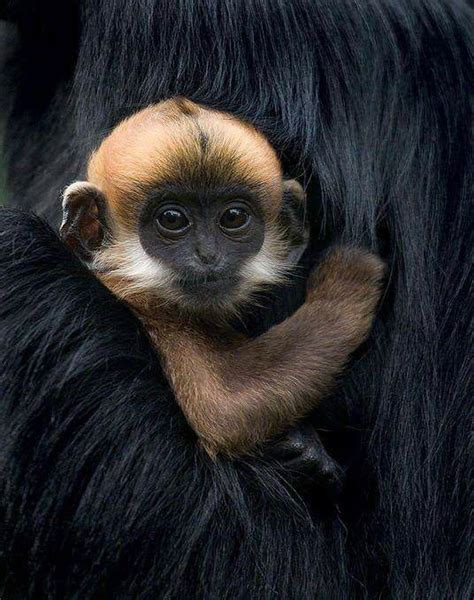 Bébé Primate Cute Baby Animals Cute Animals Animals Beautiful