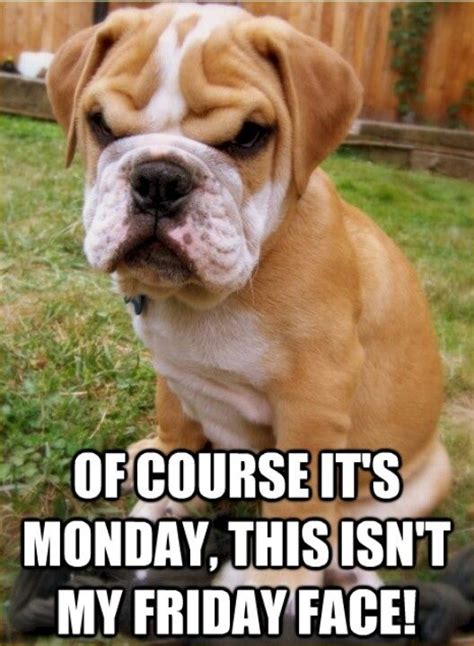 Boxer Dogs Monday Blues Quotes Quotesgram Tuesday Quotes Funny