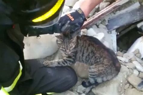 Cat Pulled From Rubble Two Weeks After Earthquake