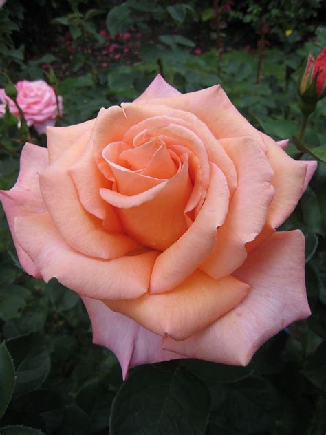 Gorgeous Rose ♥ Sunset Celebration Hybrid Tea Rose Beautiful Rose
