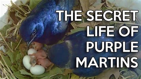 The Secret Life Of Purple Martins 2020 Nestcam Recap Youtube