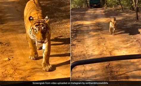 Tiger Came Close To Tourists During Jungle Safari Started Screaming On