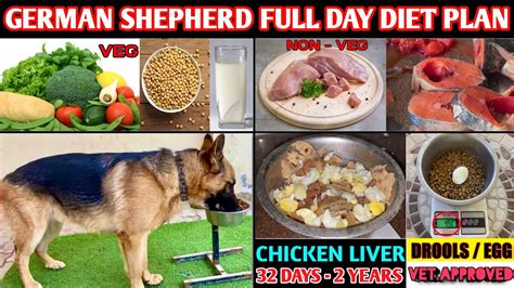 German Shepherd Diet Plan Healthy Full Day Diet Chart For Gsd Morning