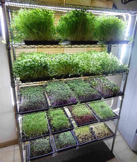 Microgreen Growing System Mg48 Aquaponics Aquaponics Diy Organic