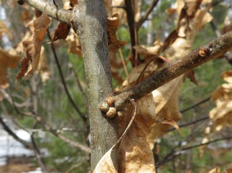 Live Oak Tree Leaves Turning Brown Teresita Barksdale