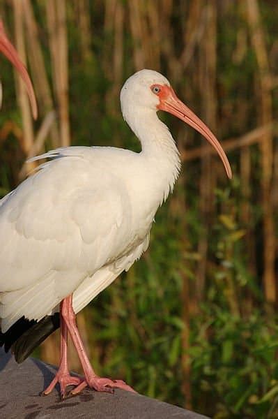 Picture 1 Of 5 Ibis Threskiornithidae Pictures And Images Animals