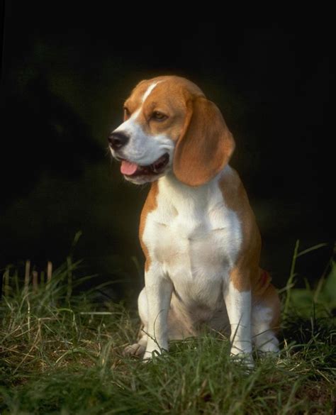 Dog Breed Directory Beagle Dog Breed