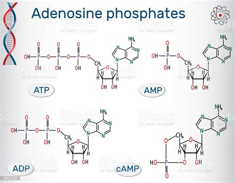Secara kimiawi, atp terdiri dari adenosine dan tiga kelompok phosphate. Chemischen Strukturformeln Adenosin Phosphate Nukleotide ...