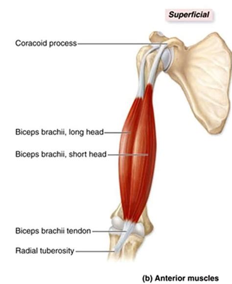 With an attachment in the shoulder joint above the glenoid, this biceps muscle head gets its name because of the longer travel of the tendon. Biceps Brachii, origin: {long head: supraglenoid tubercle ...