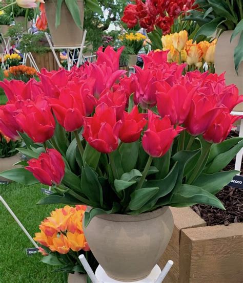 Growing Tulips How To Plant Grow And Care For Tulip Plants