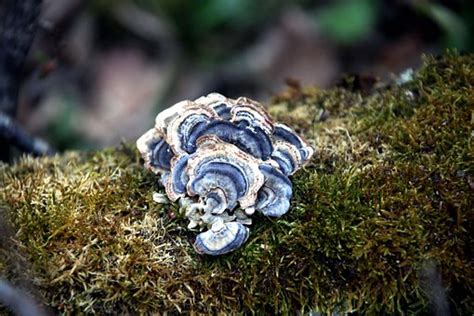 turkey tail mushrooms health benefits a complete guide